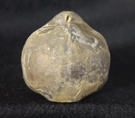 Sonstige - Brachiopoden - Araxathyris protea ABICH 1878